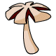 mushroom13-7693270